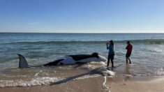Muere una orca de 6.4 metros en una playa de Florida