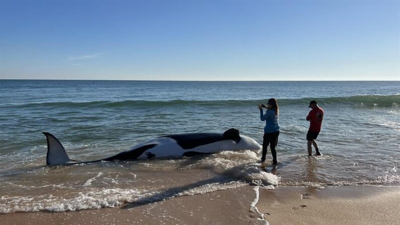 Fotografía cedida por la Oficina del Alguacil del Condado de Flagler donde aparecen dos personas tomando fotografías a una orca muerta el 11 de enero de 2023, en la orilla de playa de Jungle Hut Park, en la localidad de Palm Coast, a unos 461 kilómetros al norte de Miami, Florida (EE.UU.). EFE/Flagler Sheriff