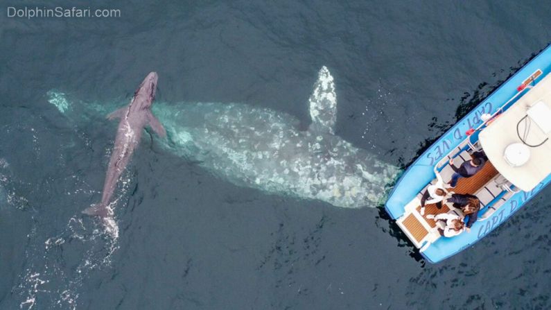 (Cortesía de Matt Stumpf/Capt. Dave's Dolphin & Whale Watching Safari)