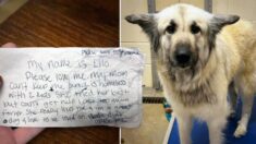 Perro es abandonado por su dueña, que se quedó sin hogar, pero dejó una nota que hizo la diferencia