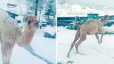 Bebé camello salta de alegría al ver nieve por primera vez y corre a llamar a sus amigas las cabras