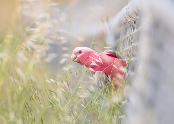 Leaning In, de Rebecca Harrison, ganadora de la categoría aves en el patio de atrás. (Cortesía de Rebecca Harrison vía BirdLife Australia)