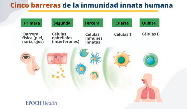Cinco barreras de la inmunidad innata humana. (The Epoch Times)