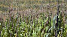 México impone arancel de 50 % a exportaciones de maíz blanco