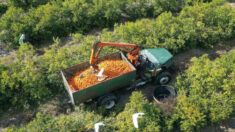 Florida toma medidas para salvar producción de cítricos y proteger tierras de compradores extranjeros