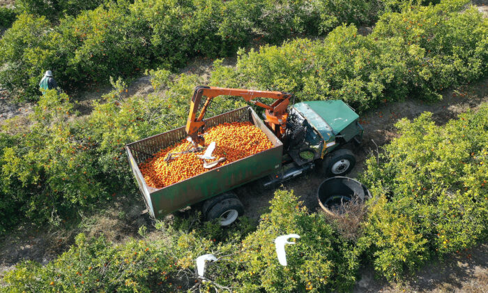 Vista aérea de un cargador de fruta cosechando naranjas en una arboleda en Fort Meade, Florida, el 1 de febrero de 2022. (Joe Raedle/Getty Images)