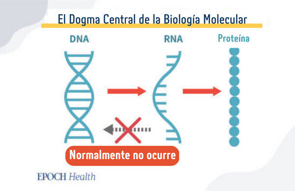 El dogma central de la biología molecular: la información genética va del ADN al ARN "transcripción", luego del ARN a la proteína "traducción". (The Epoch Times)