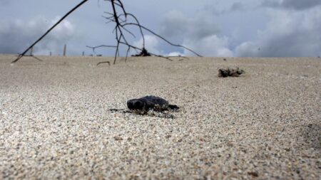 Espionaje de tortugas: Piden a visitantes de las playas que ayuden a descubrir y proteger los nidos