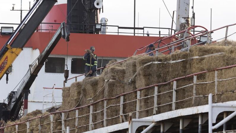 La Policía Nacional y el Servicio de Vigilancia Aduanera en Canarias registran en el puerto de Las Palmas de Gran Canaria el buque de transporte de ganado "Orion V". EFE/Quique Curbelo