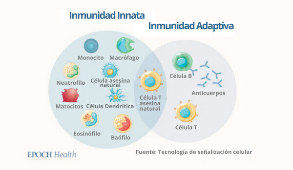 Nuestro cuerpo resiste a los virus mediante la inmunidad innata y la inmunidad adaptativa. (The Epoch Times)