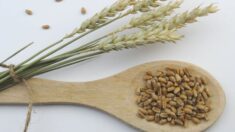 Cebada: Un cereal milenario para aliviar el estreñimiento y reducir la grasa visceral