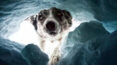 Premios de Fotografía Canina revelan mejores fotos de 2022: K9 de rescate en avalanchas, frisbees y más