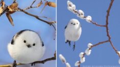 Sobrecarga de ternura: Pequeñas aves conocidas como “hadas de la nieve” parecen bolas de algodón