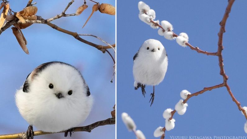 Sobrecarga de ternura: Pequeñas aves conocidas como "hadas de la nieve" parecen bolas de algodón