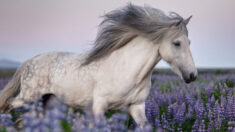 Fotógrafa toma fascinantes imágenes de caballos islandeses en hermosos paisajes