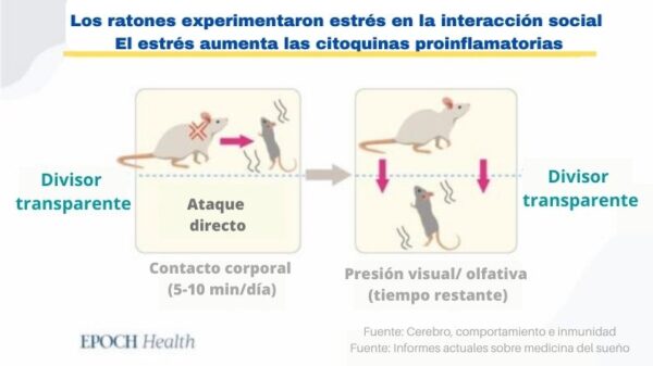 Un modelo animal para investigar el impacto del miedo y el estrés crónicos en la salud. Un grupo de ratas más pequeñas y débiles fueron introducidas en la jaula de ratas más fuertes y agresivas. (The Epoch Times)