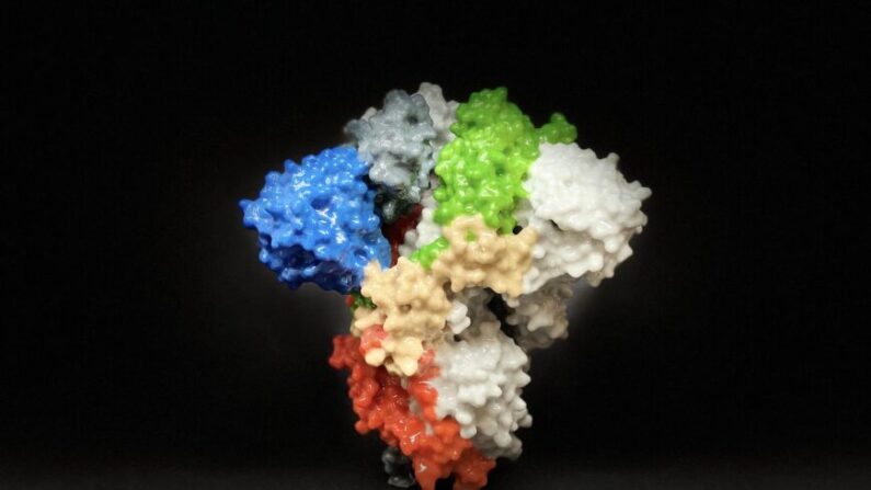 Impresión en 3D de una proteína espicular en la superficie del SARS-CoV-2. Las proteínas espiculares cubren la superficie del SARS-CoV-2 y permiten al virus entrar e infectar células humanas. (NIH)

