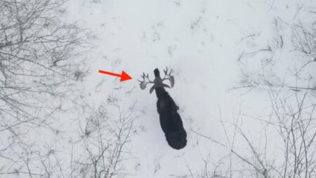 Hombre graba el momento «extremadamente raro» en que alce se despoja de ambas astas en el bosque