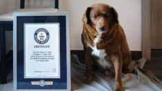 Perro de 30 años bate récord de «perro más viejo de la historia»: Dueño cuenta secreto de su longevidad