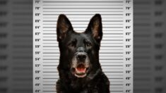 Perro policía acusado de «robar» almuerzo de un oficial «invoca la 5ª Enmienda» para guardar silencio