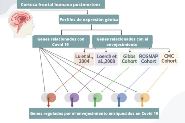 La expresión de genes en cinco cohortes de envejecimiento independientes se asoció con la de los casos de COVID-19.