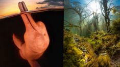 Delfín del Amazonas gana Premio al Fotógrafo Submarino del Año, junto a selvas marinas y naufragios