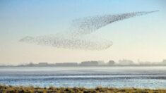 Fotógrafo toma imágenes de miles de pájaros volando en una formación parecida a un ave gigante