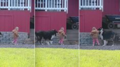 Perro protege a niña pequeña de cualquier peligro colocándose delante de ella: “Siempre está ahí”