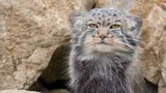 Hallan 2 raros gatos de Pallas viviendo en el Everest, y su aspecto “gruñón” sigue siendo adorable