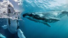 «Encantador de ballenas» fotografía ballenas jorobadas acercándose y tocando personas por primera vez