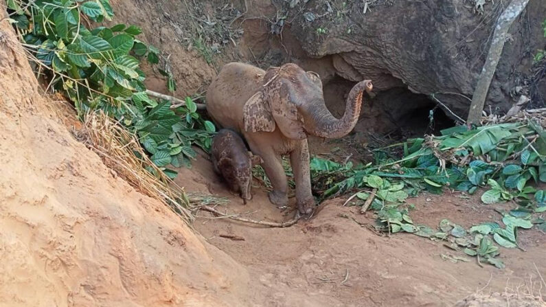 Vista de la elefante hembra y su cría que fueron rescatadas el 27 de febrero de 2023 un día después de caer en un agujero en unos cinco metros en un parque natural en la provincia de Kanchanaburi, en el oeste de Tailandia. EFE/ Parque Nacional Lam Khlong Ngu