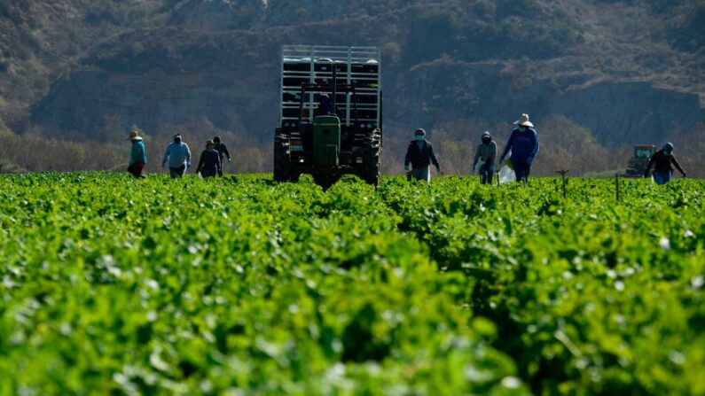 Trabajadores agrícolas cosechan mostaza rizada en un campo el 10 de febrero de 2021 en el condado de Ventura, California. (Patrick T. Fallon/AFP vía Getty Images)