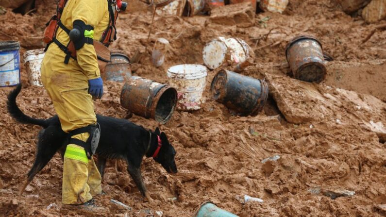 Bomberos del estado de Sao Paulo utilizan un perro para encontrar víctimas después de que un deslizamiento de tierra causado por las fuertes lluvias sepultara viviendas en Franco da Rocha, estado de Sao Paulo, Brasil, el 31 de enero de 2022. (FILIPE ARAUJO/AFP vía Getty Images)