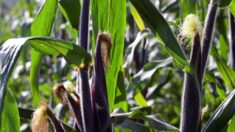 México publica decreto para revocar permisos para uso de maíz transgénico