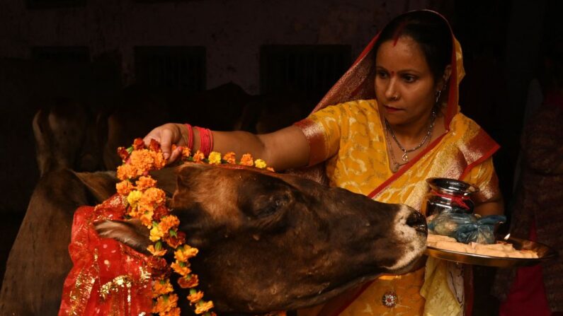 Devotos adoran a una vaca durante el festival Gopashtami dedicado a la deidad hindú Krishna y a las vacas, en Amritsar el 1 de noviembre de 2022. (NARINDER NANU/AFP vía Getty Images)