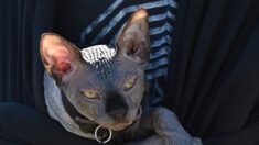 Dan en adopción a gato egipcio tatuado por banda criminal mexicana y rescatado de una prisión
