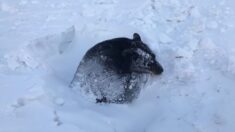 Rescatan a un oso hibernando tras quedar atrapado en una capa de nieve y hielo