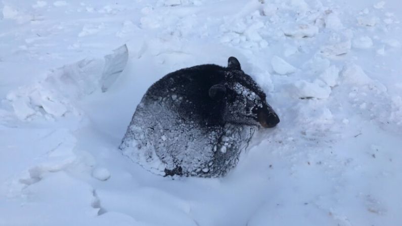 (Cortesía de Minnesota DNR)