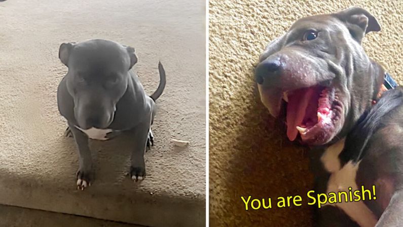Háblame en Pet-Spañol: Perrito rescatado hace una increíble revelación bilingüe a sus nuevos dueños