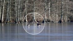 VIDEO: Fotógrafo capta a águila calva jugando con una pelota de golf en un lago helado