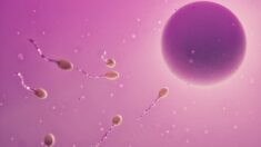 Recuento mundial de espermatozoides disminuye a un ritmo acelerado, según nuevo metaanálisis
