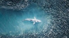 Fotógrafo aéreo capta depredadores submarinos creando arte abstracto con peces vistos desde el cielo