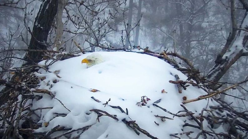 Video capta a mamá águila calva negándose a abandonar su nido cubierto de nieve tras tormenta invernal