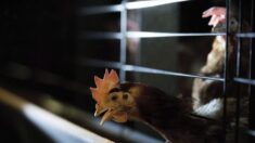 Mayor productor de huevos en EE.UU. para producción en Texas por la gripe aviar