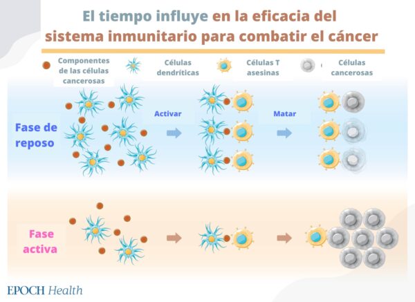 La eficacia del sistema inmunitario para eliminar las células cancerosas varía en función del momento del tratamiento. (The Epoch Times)