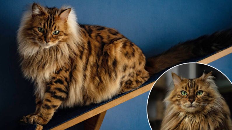 FOTOS: Conozca a Cezar, el gato de bengala de cachemira que parece un adorable leoncito