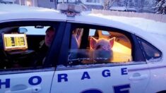 Operación chuleta congelada: Policía se aventura al rescate de un cerdo que “parecía tener frío”