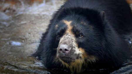 Oso andino se escapa del zoológico por segunda vez en un mes a pesar de que reforzaron la seguridad