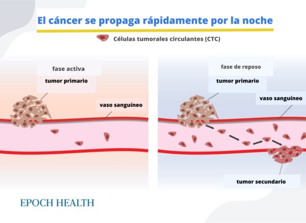 Las células cancerosas se propagan rápidamente por la noche. (The Epoch Times)