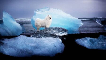 Fotógrafa canina capta al mejor amigo del hombre entre majestuosas montañas y paisajes glaciales